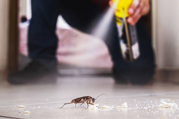 Best Insect Control  in Cibolo, TX