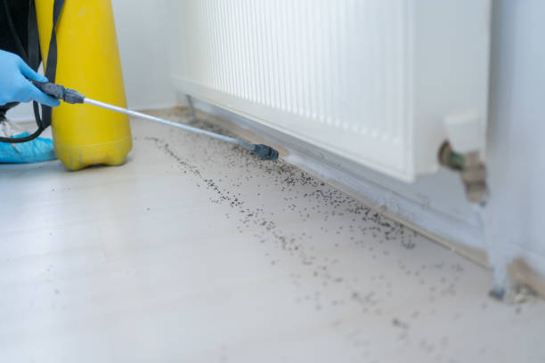 Best Flea Control Services  in Cibolo, TX