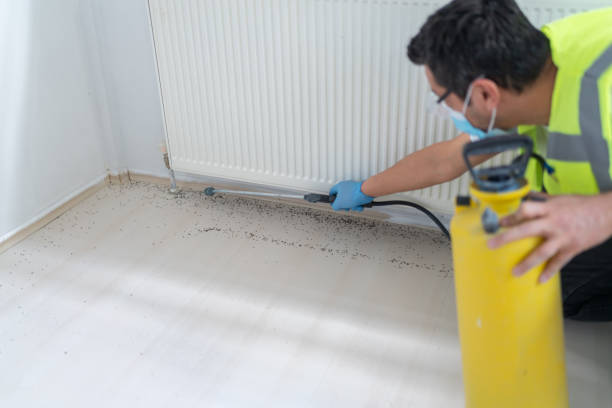Best Ant Control Services  in Cibolo, TX