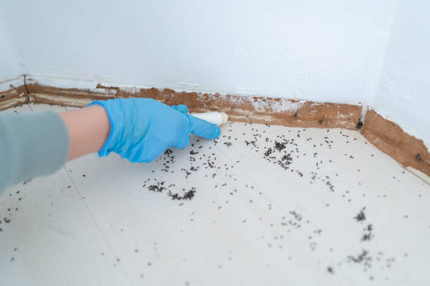 Best Affordable Pest Control Services  in Cibolo, TX